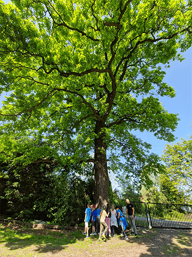 Dębowy Zakątek Grodziszcze 80 - zagroda edukacyjna