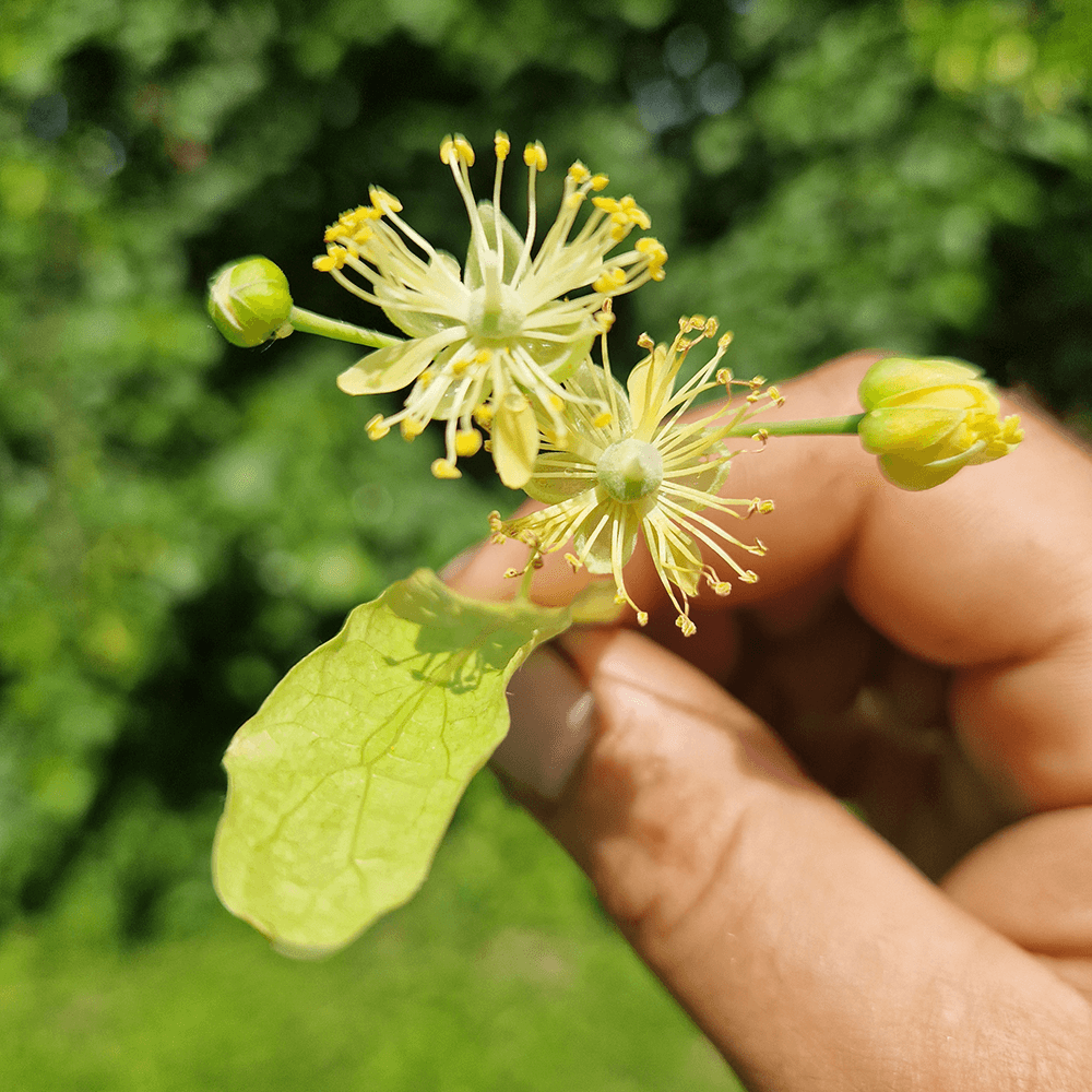 Dębowy Zakątek Grodziszcze 80 - zagroda edukacyjna